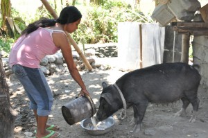 Margielyn Genese of San Manuel, Pangasinan raises hogs of other people for additional income.