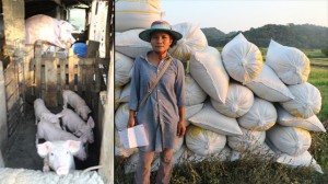 Aside from raising two mother sows, Garaña’s sister also provided her additional pigs that she takes care of for extra income.