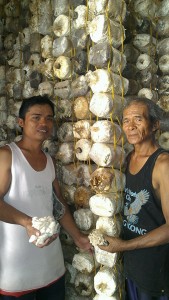 Association president Gary Andres, 29 and Armando Vizconde, 64, at the mushroom growing house