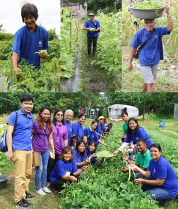 The trainees on organic farming with the Sustainable Livelihood Program staff of DSWD-FO 1 during the harvest day of vegetables that they planted.